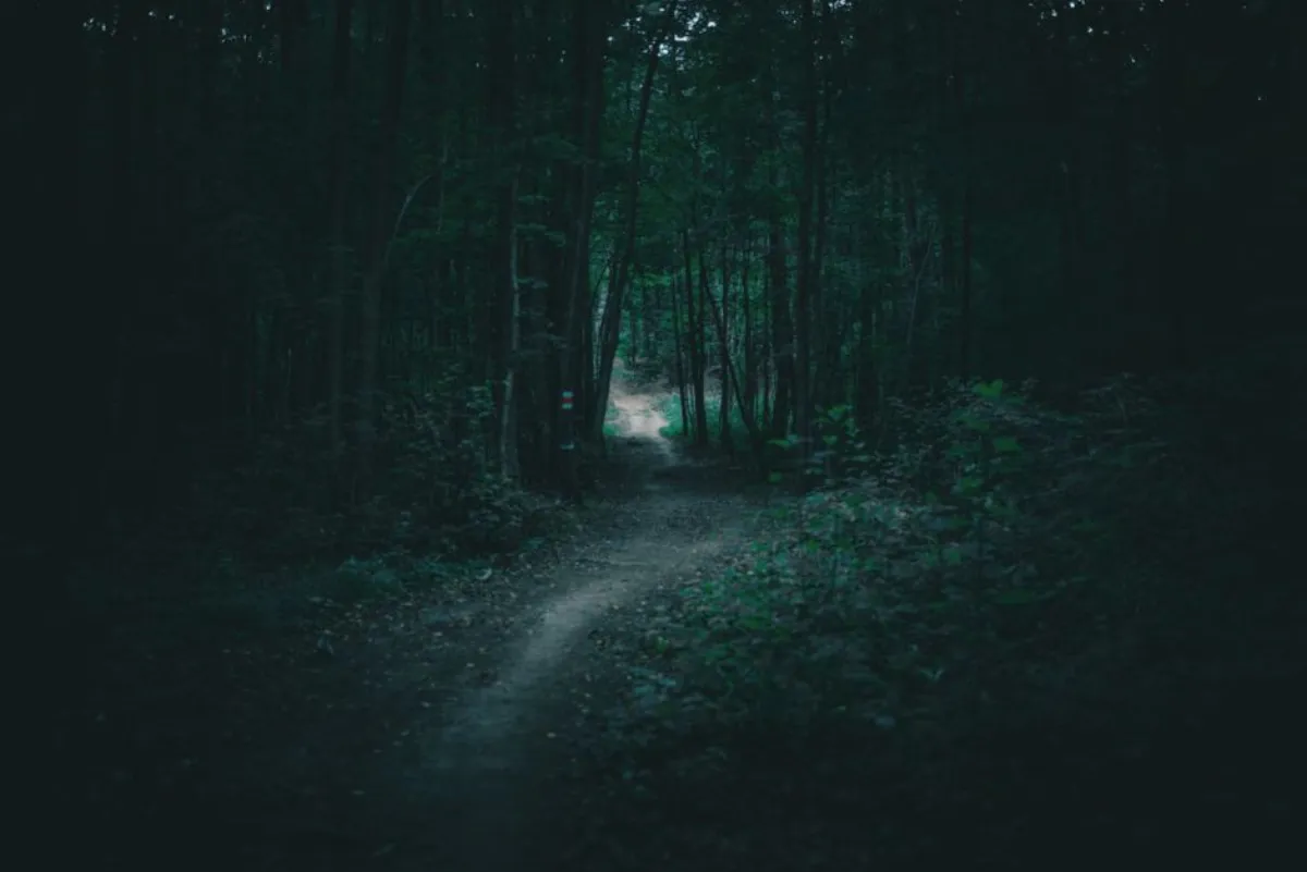 dark forest