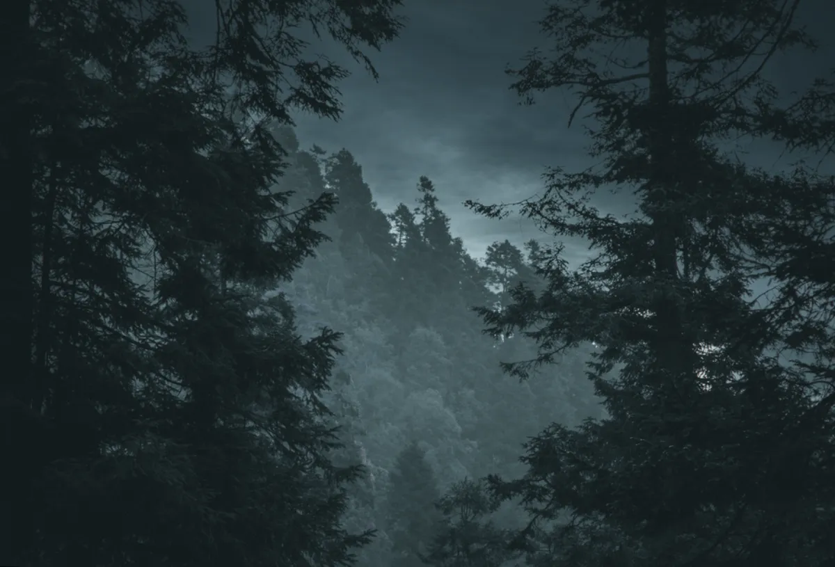 dark forest